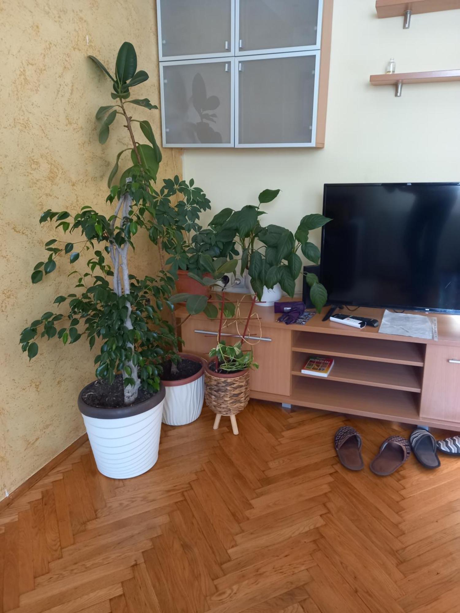 Leda Apartmani สเมเดเรโว ห้อง รูปภาพ